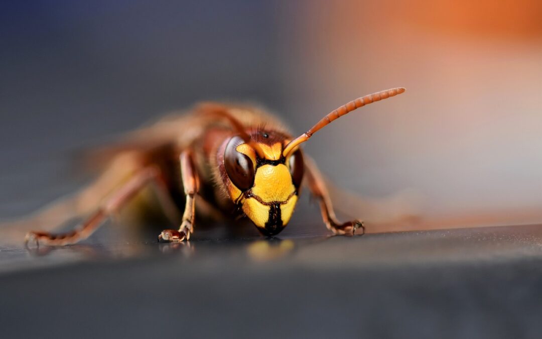 Effectieve verwijdering van wespennesten: Laat het over aan de professionals
